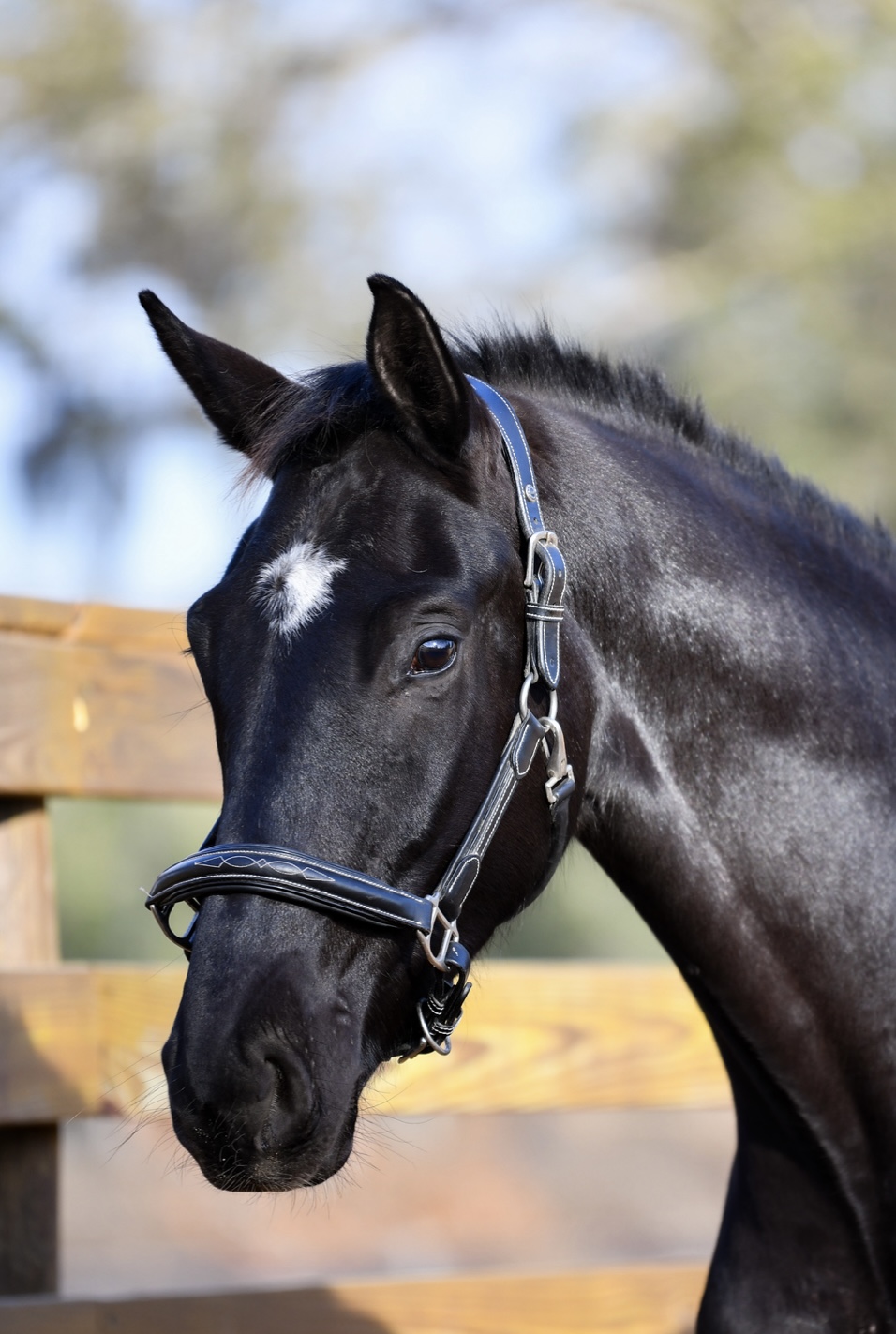 3 year old Secret Gelding