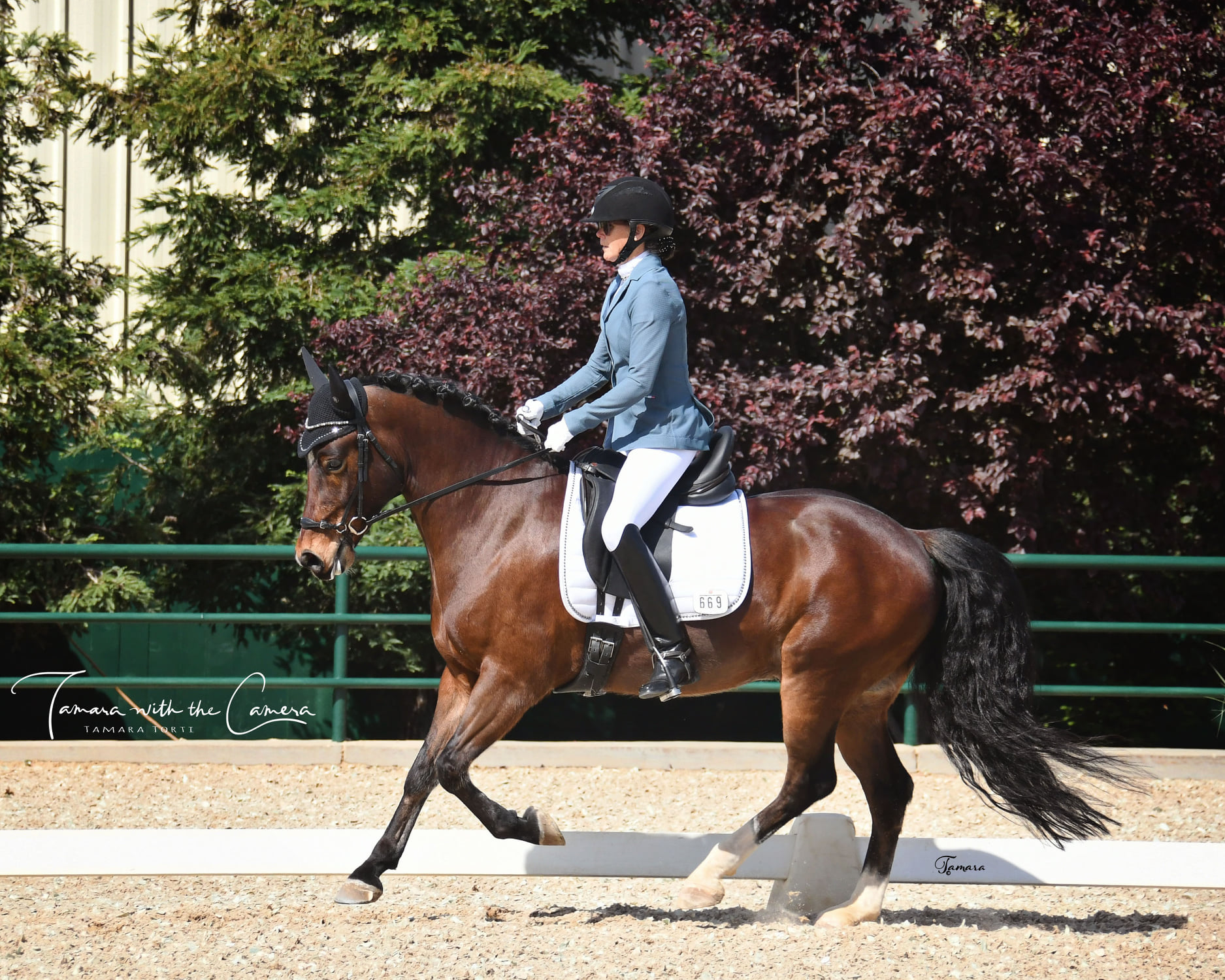 Beautiful Welsh Cob Gelding For Lease