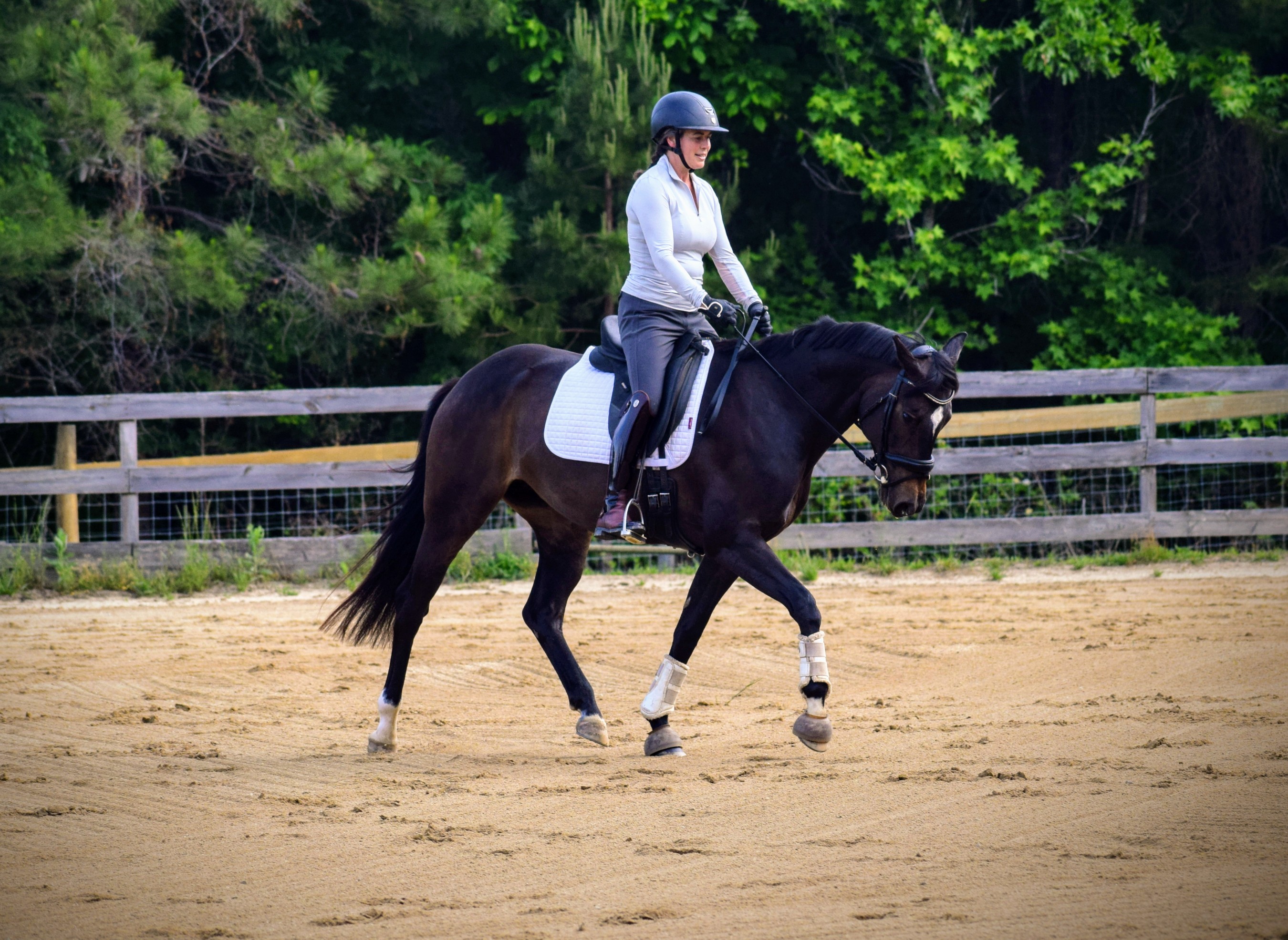Fabiola PVF 6yr old Westfalen dressage mare