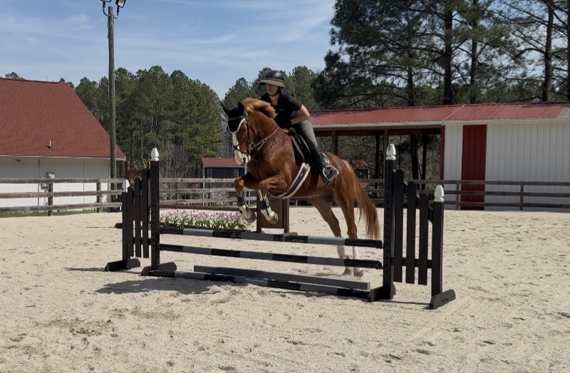 Focus Tachor Z - Zangersheide Gelding