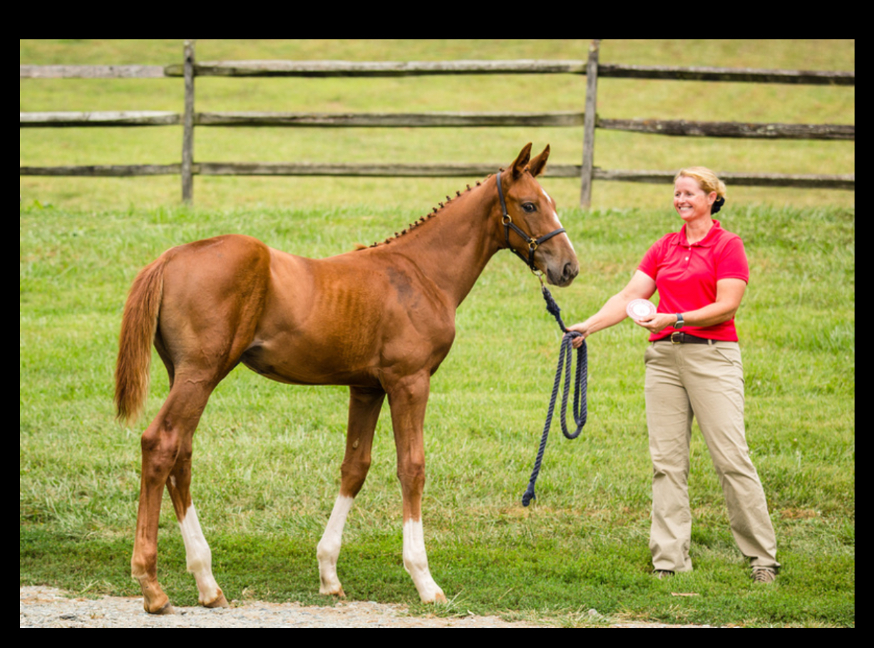 Forest Gold WF - by the rising FEI star For Gold OLD