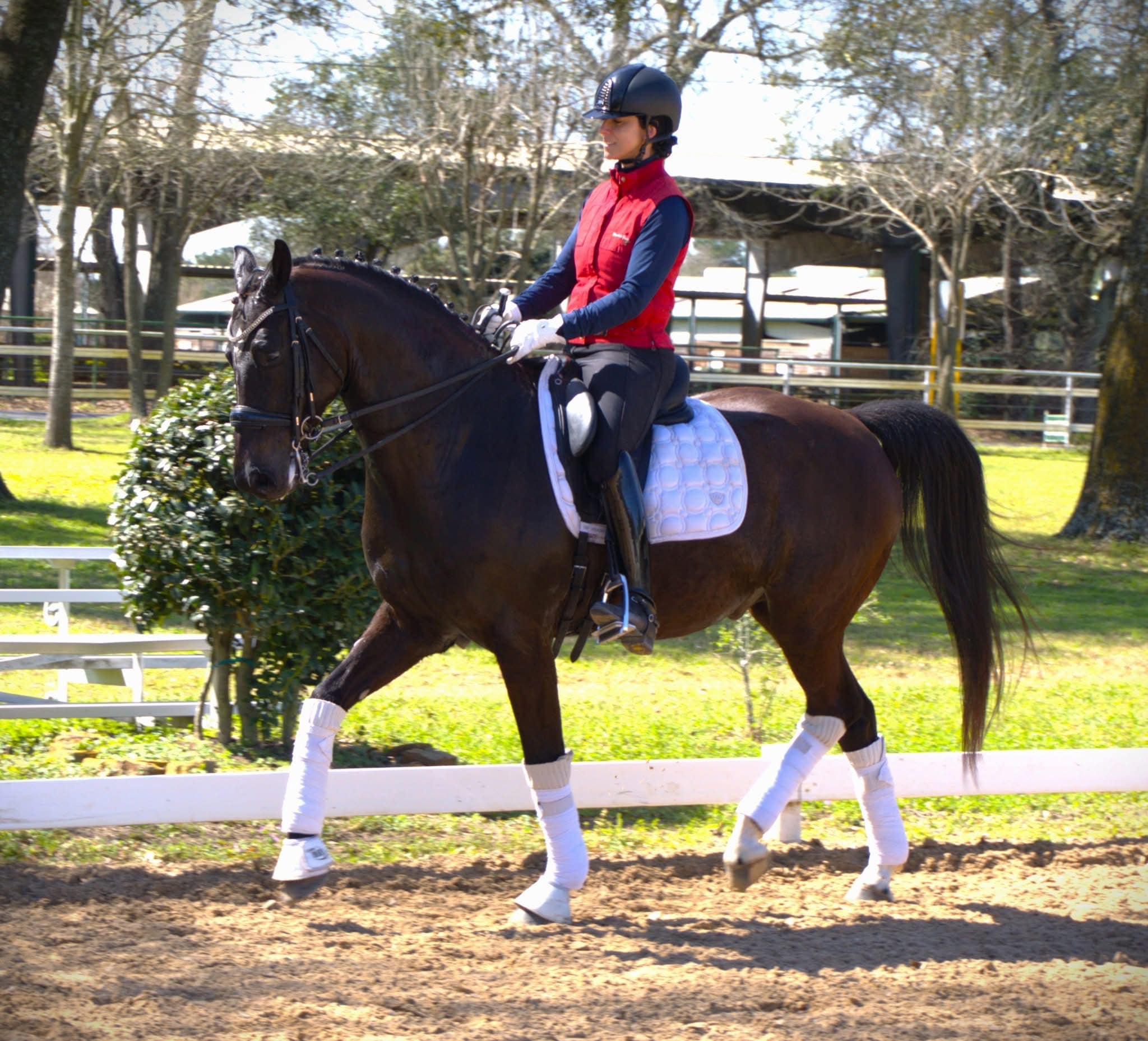 FRANZISAN M.R. 2018 Imported Oldenburg Gelding