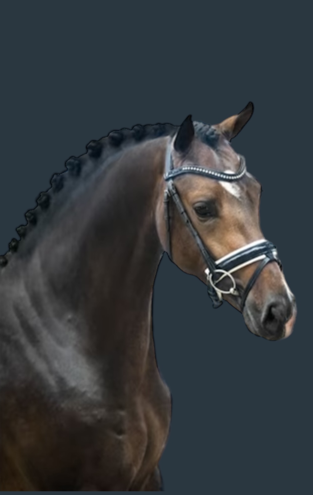 Gorgeous fancy gelding