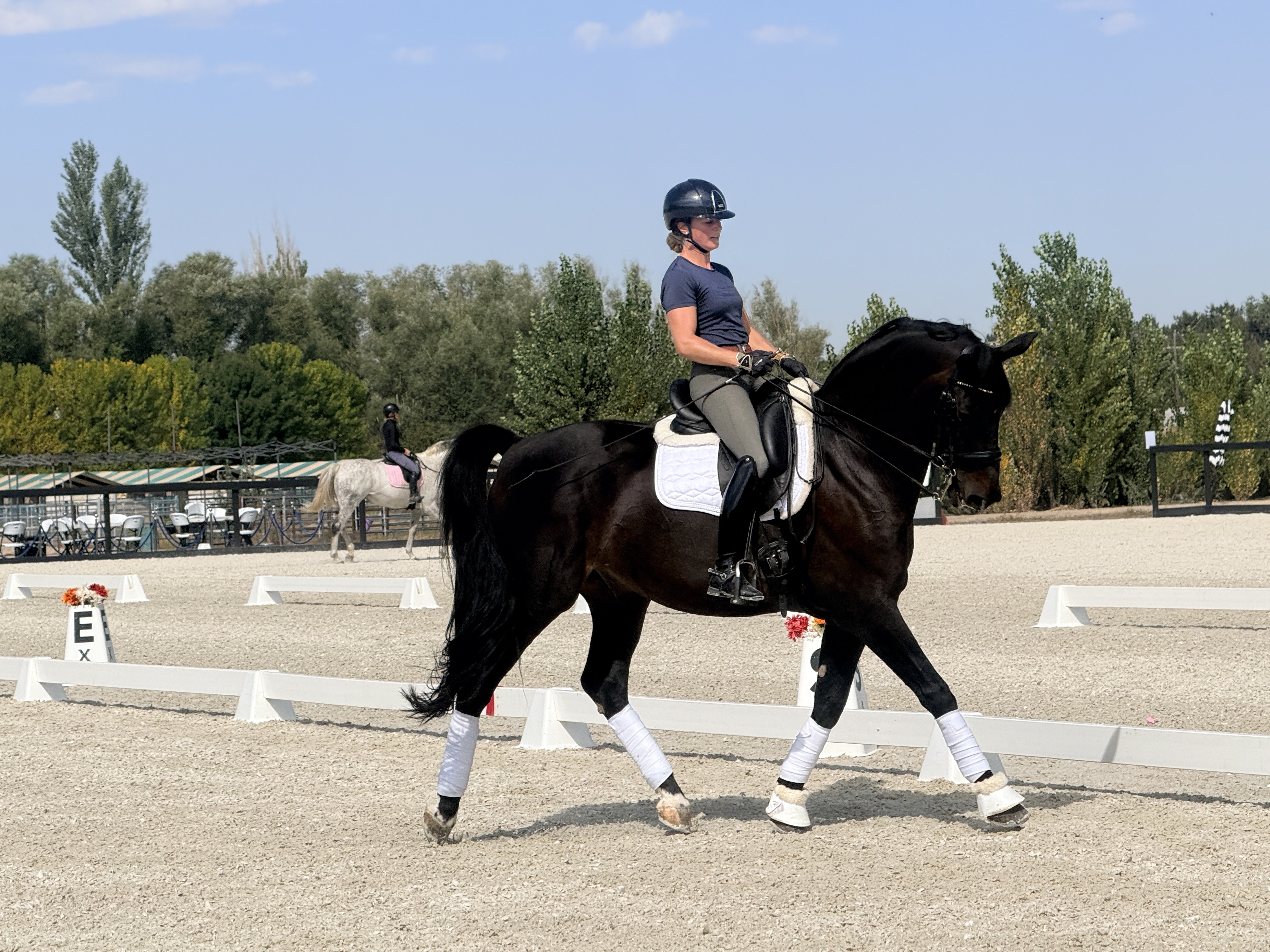 Gorgeous FEI Dressage Partner