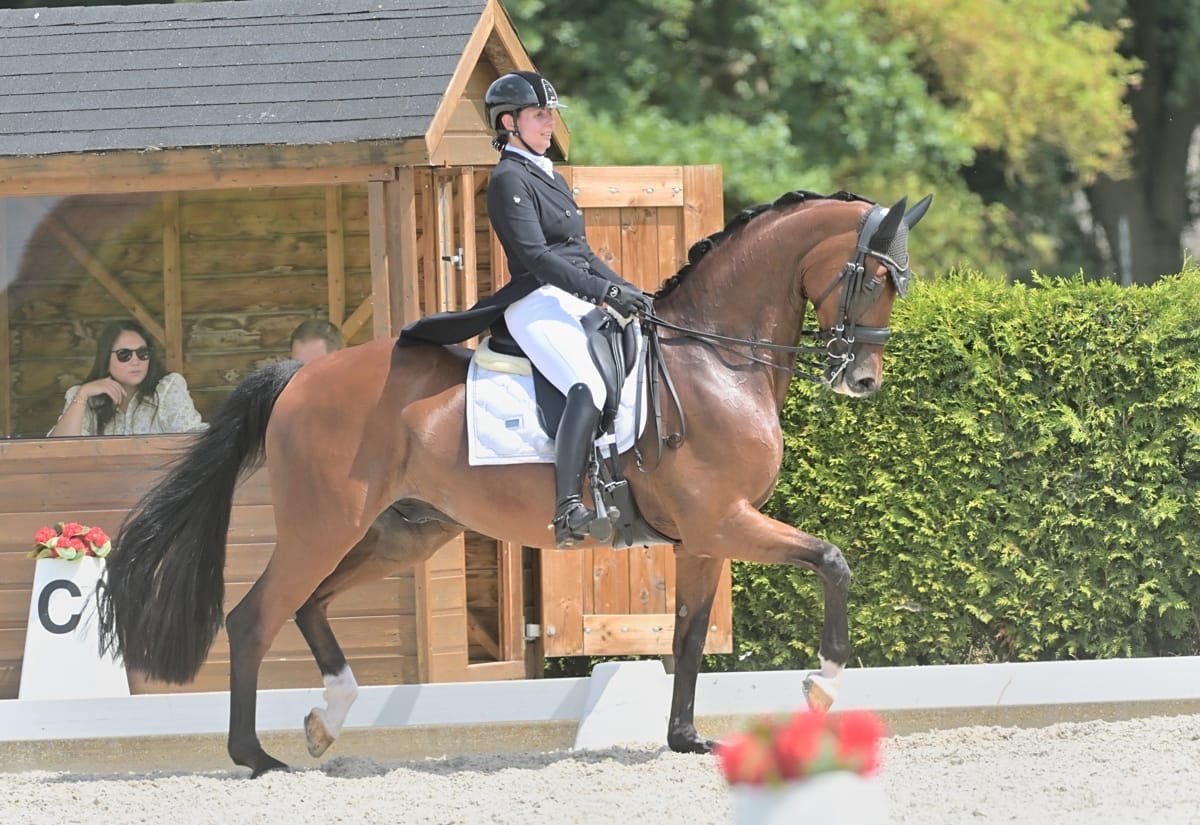 Max - confirmed GP gelding