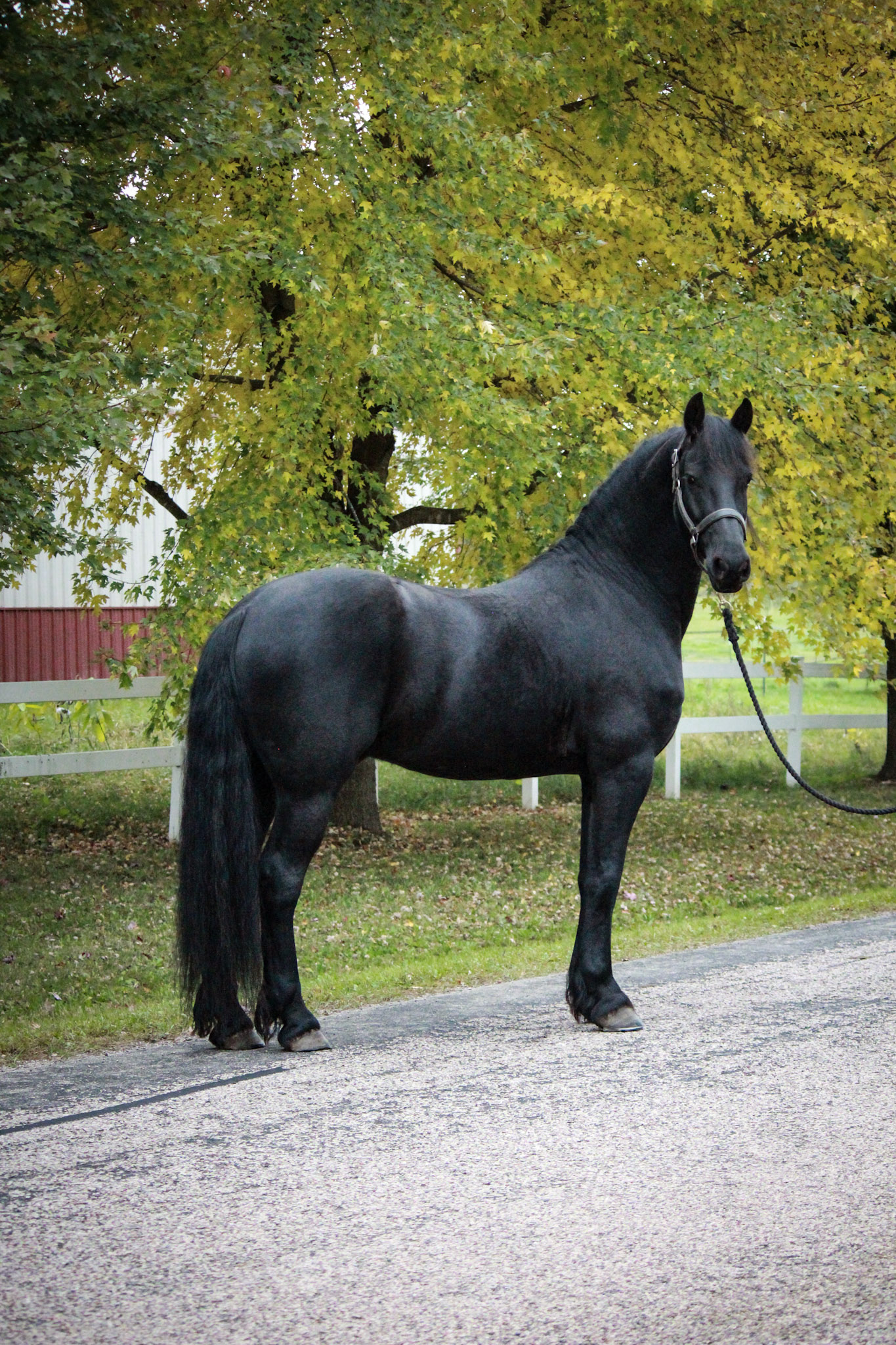 Melvin Van Toftebro   “Maddox”