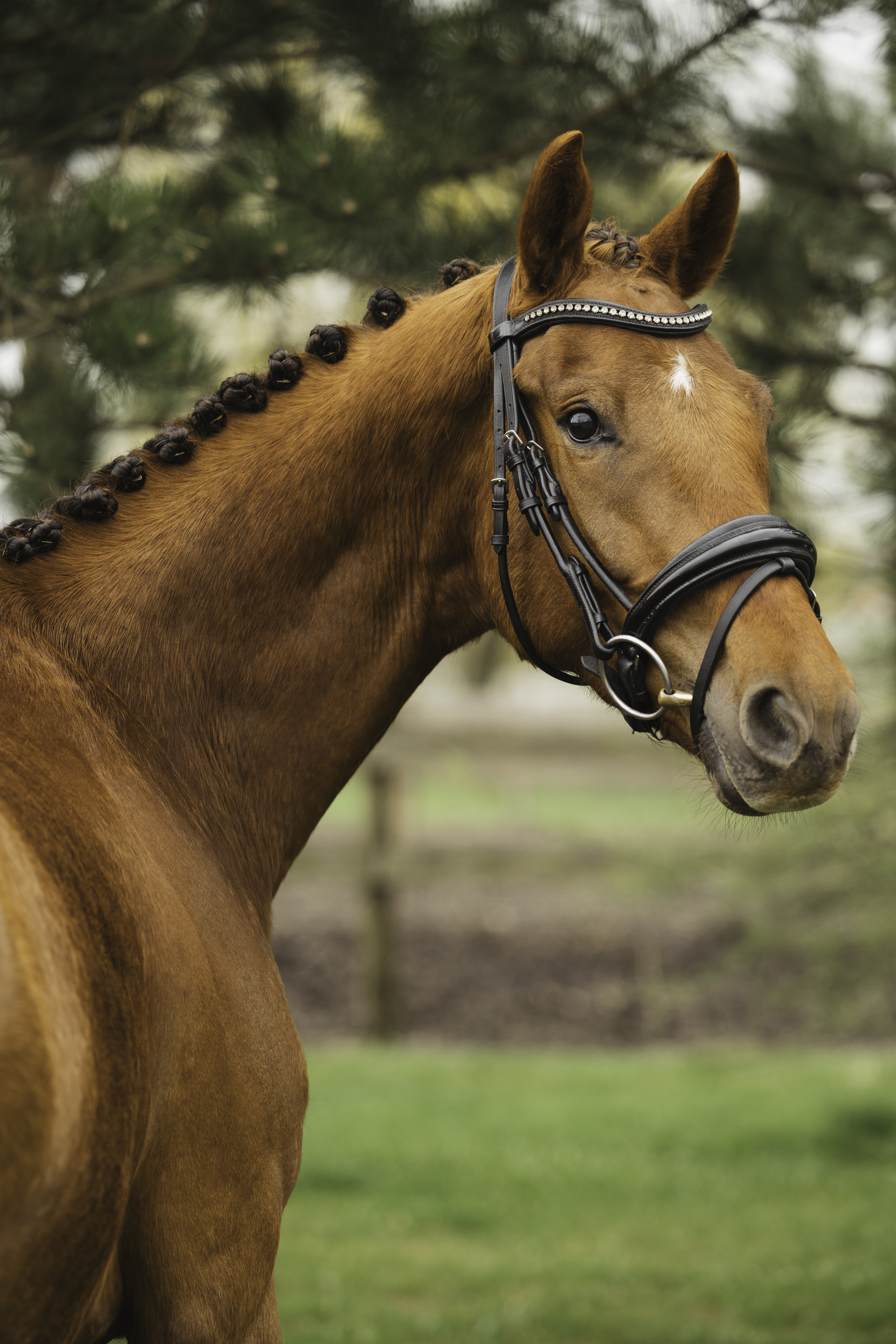 Montana Amazing Grace