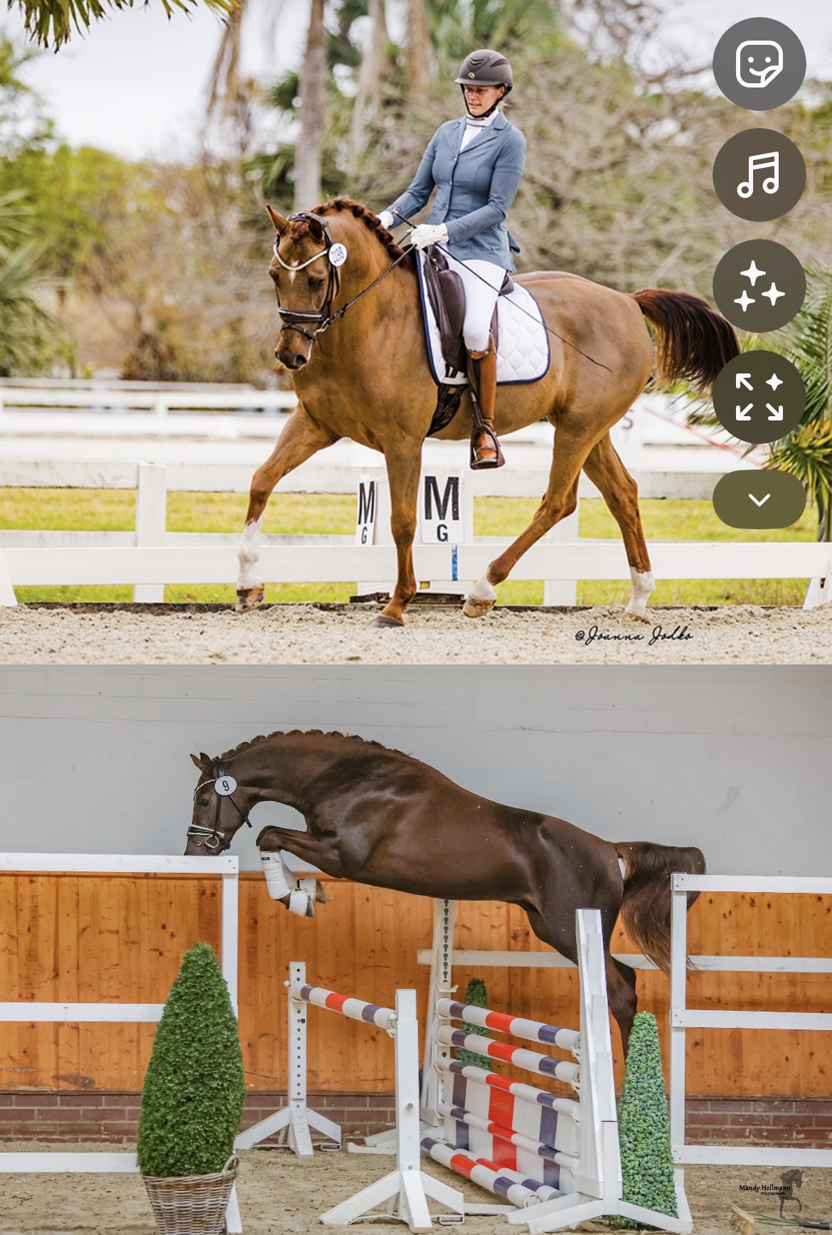 Multi-Talented Oversized German Riding Pony