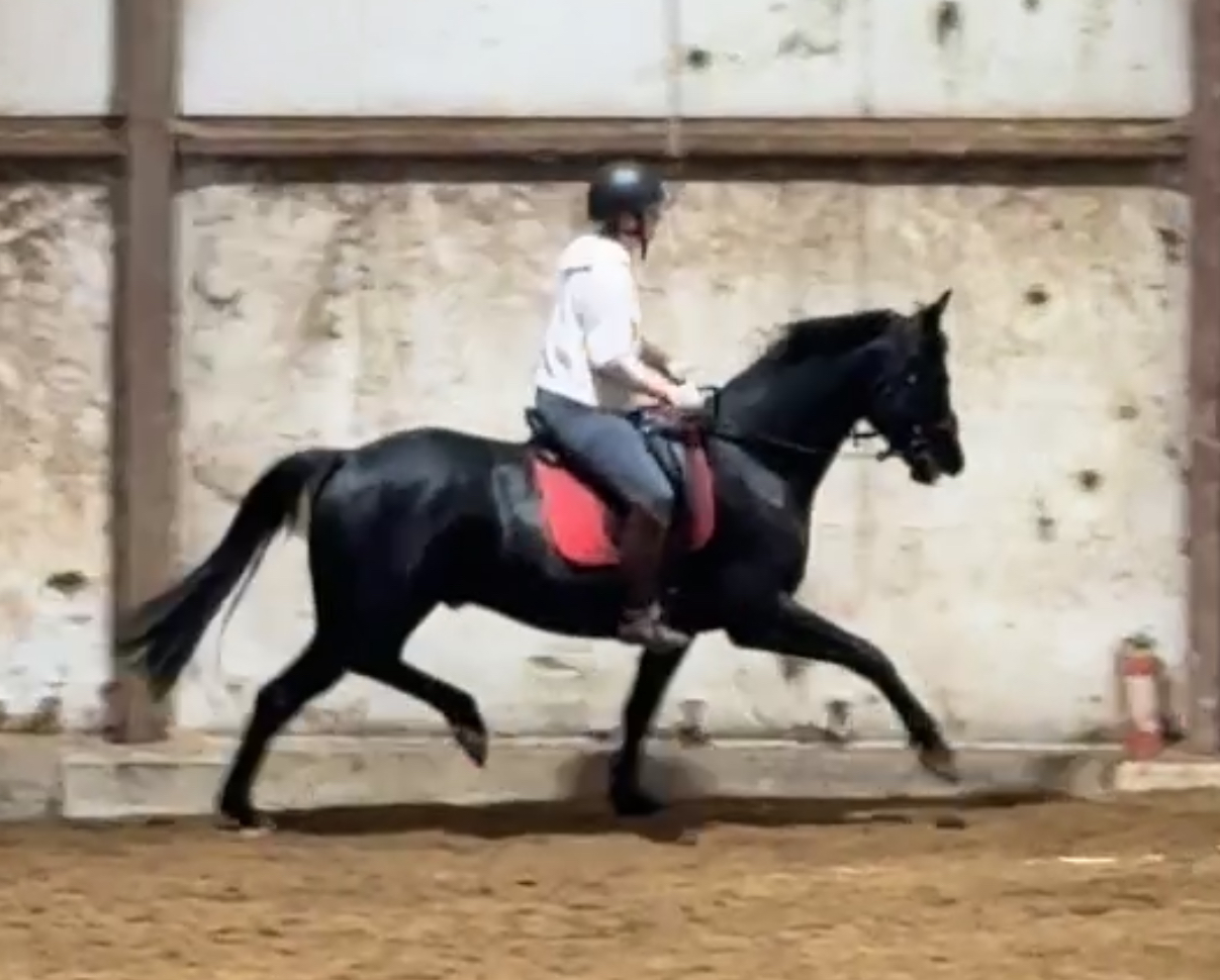 Onyx D’Or