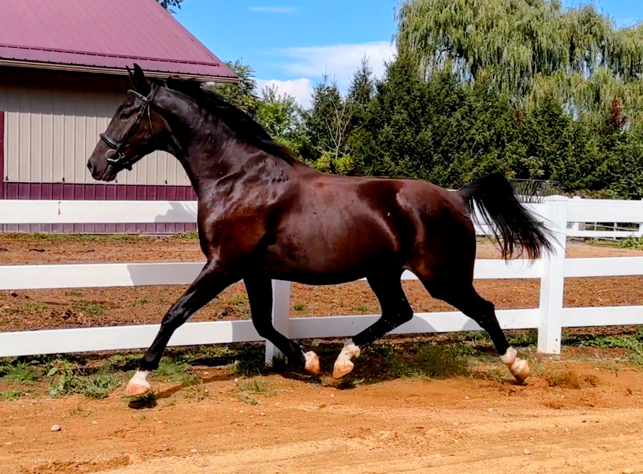 Patton a KWPN Gelding Gaudi/Don Cardinal/Totilas