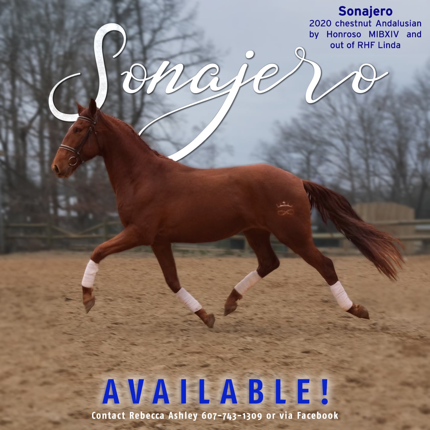RHF Sonajero