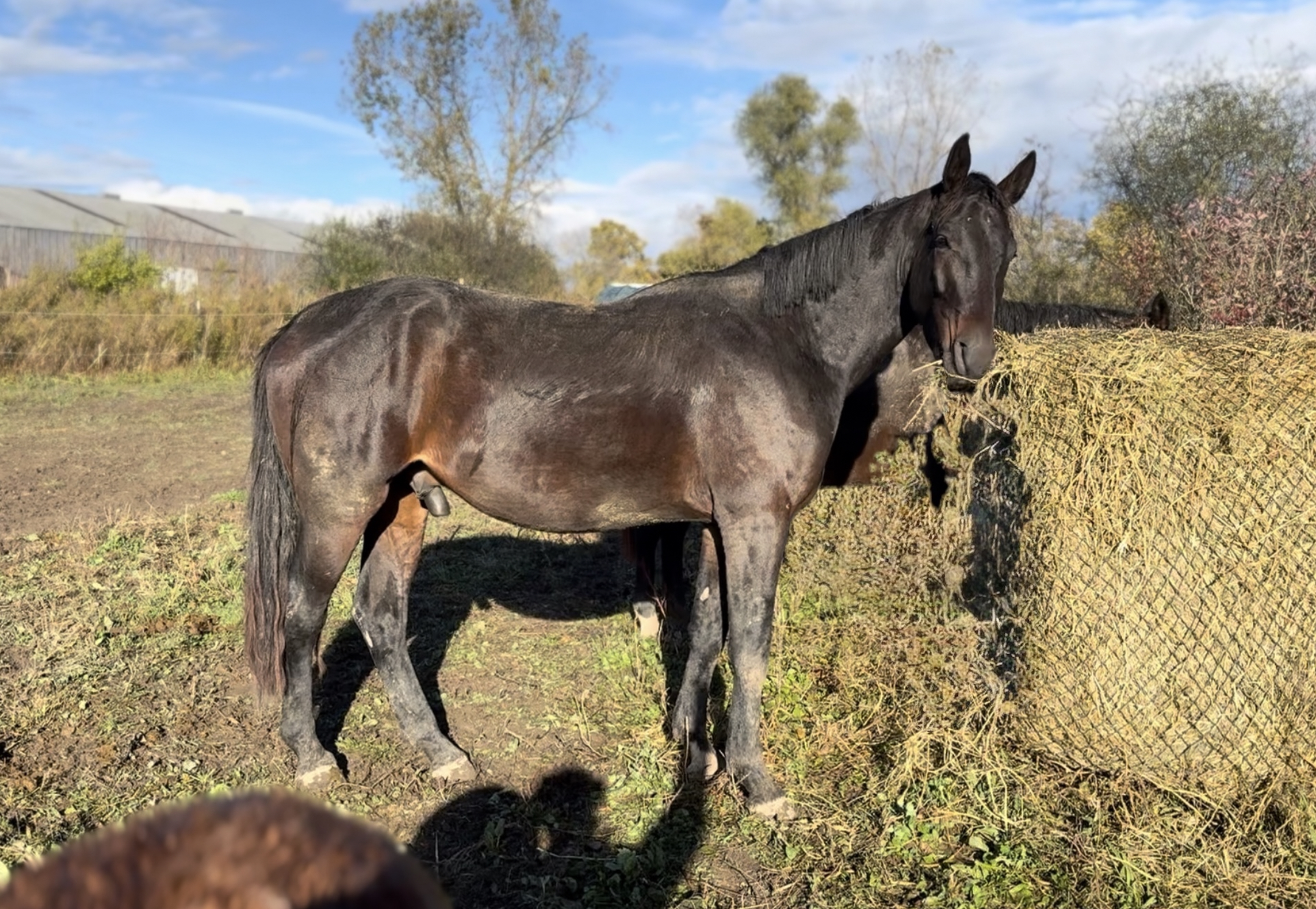 Ruling Galahad TF (Romeo)