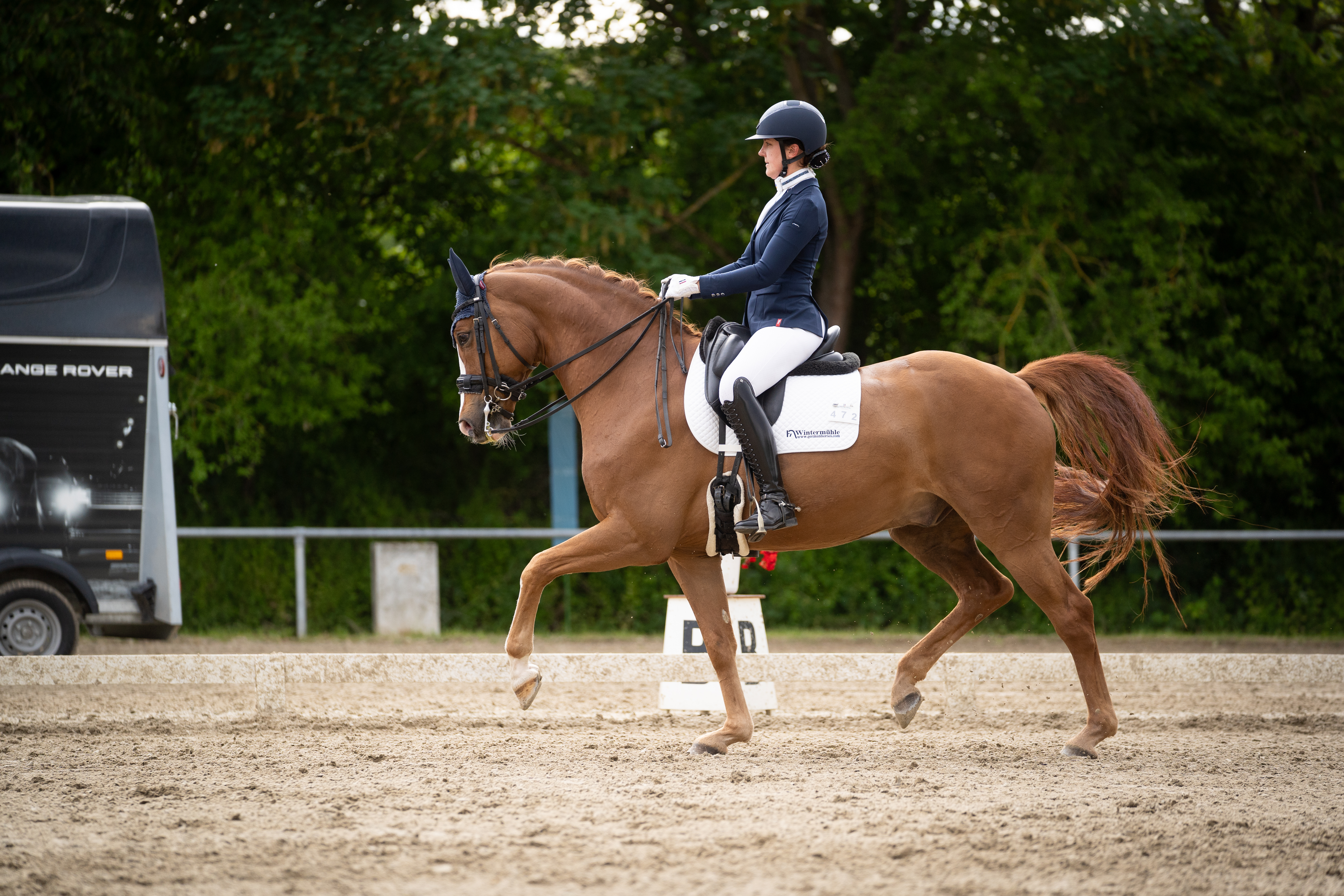 Dressage Gelding by Sir Heinrich