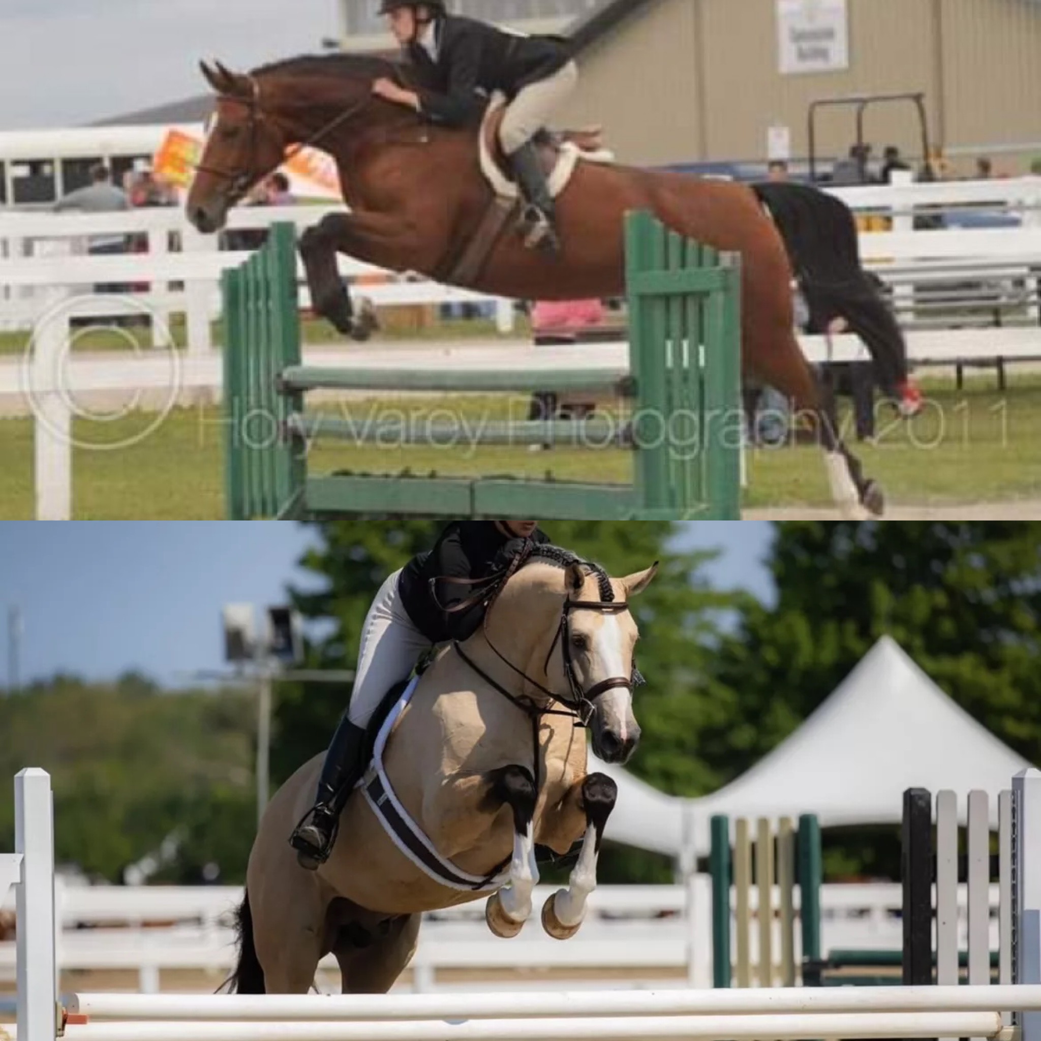 Quality Hunter Jumper Colt