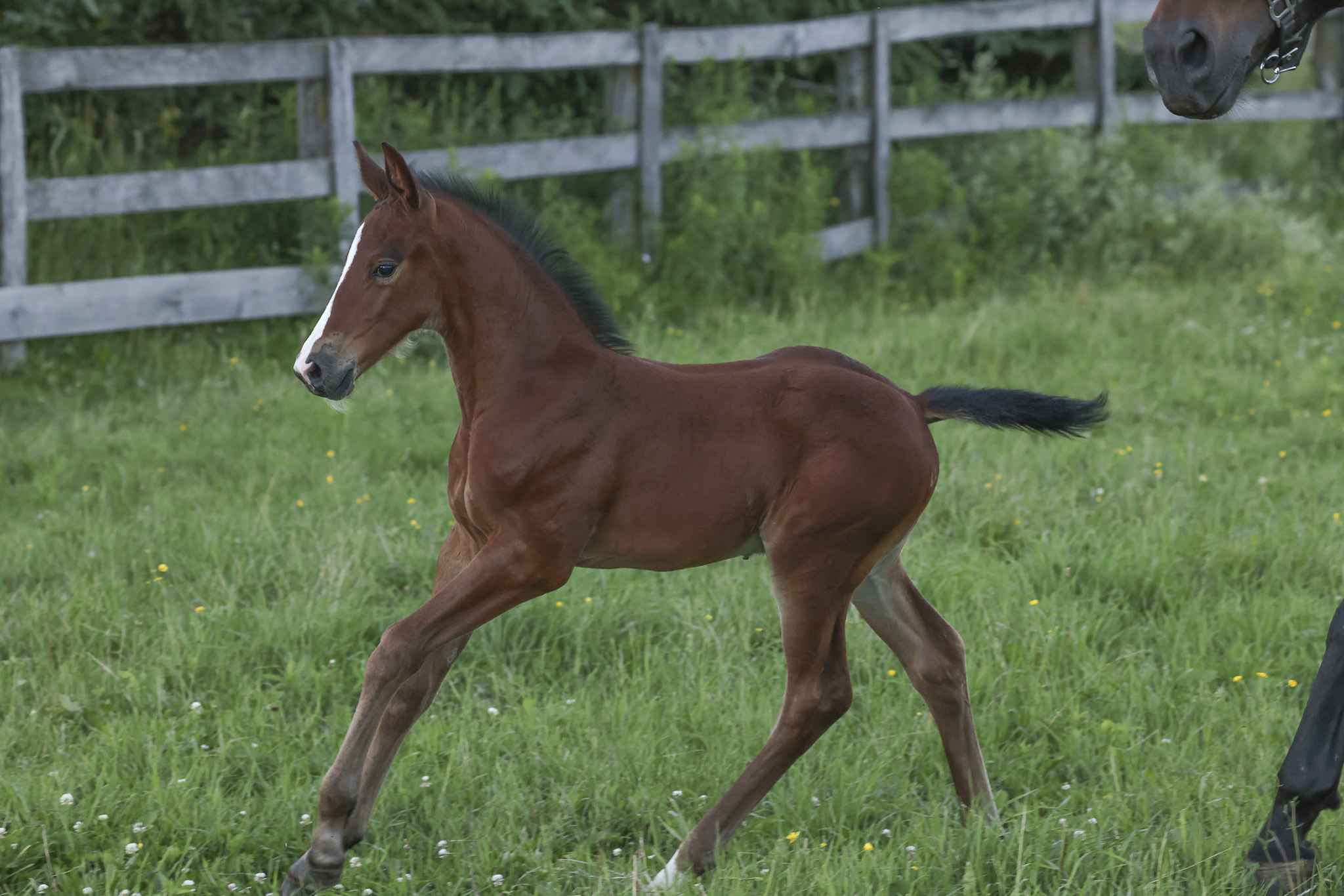 Unnamed KWPN colt