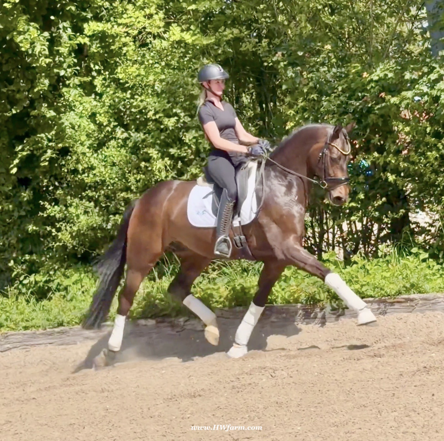 Vito HW at www.HWfarm.com